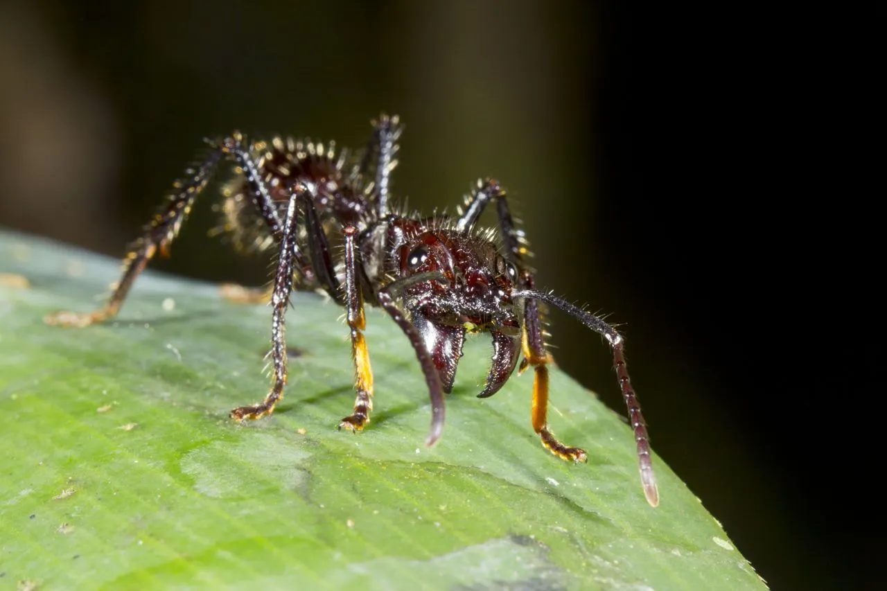 Kiến Đạn – Loài côn trùng có vết đốt đau nhất hành tinh